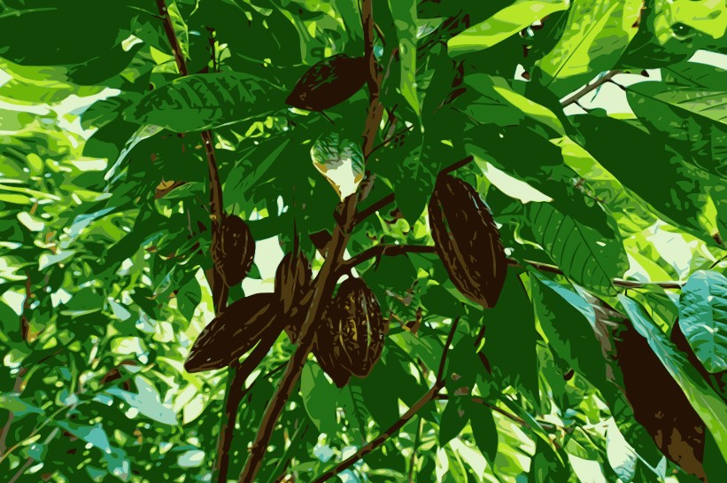 Grande image de Fèves de cacao équatoriennes